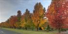 Colours of Autumn - Stanley - VIC T (PBH4 00 13511)
